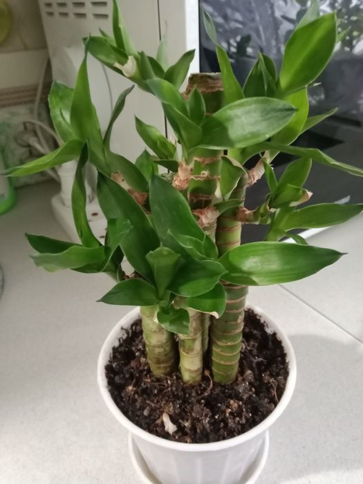 Бамбук Лакки продам