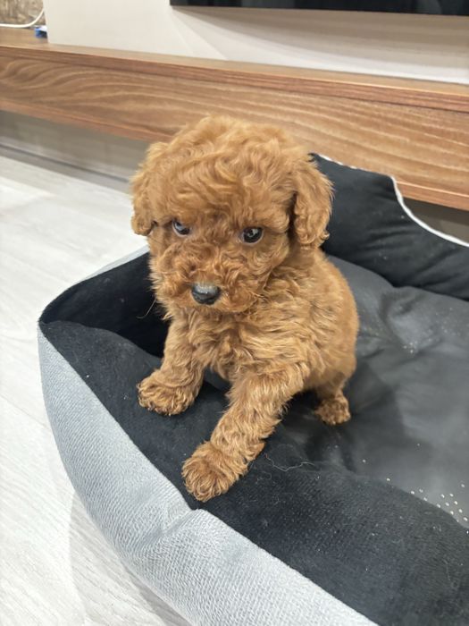 Той пудел момче / Toy poodle boy