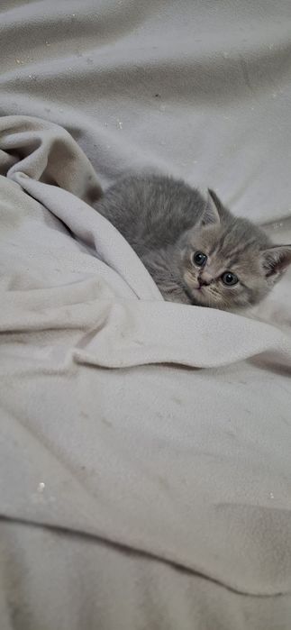 Шотландские котята скоттиш страйт