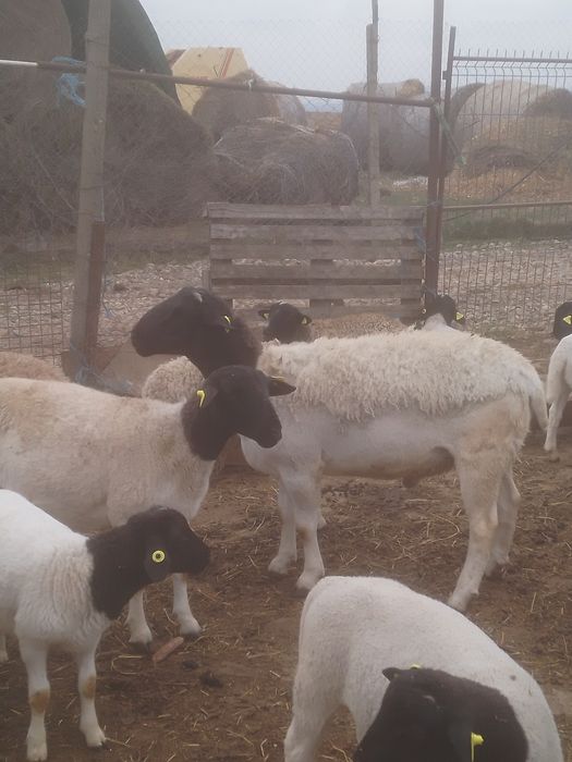 Berbec dorper de reproducție de 1,5 ani . Vând sau schimb
