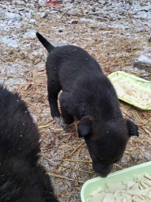 Очень очень ищут  дом