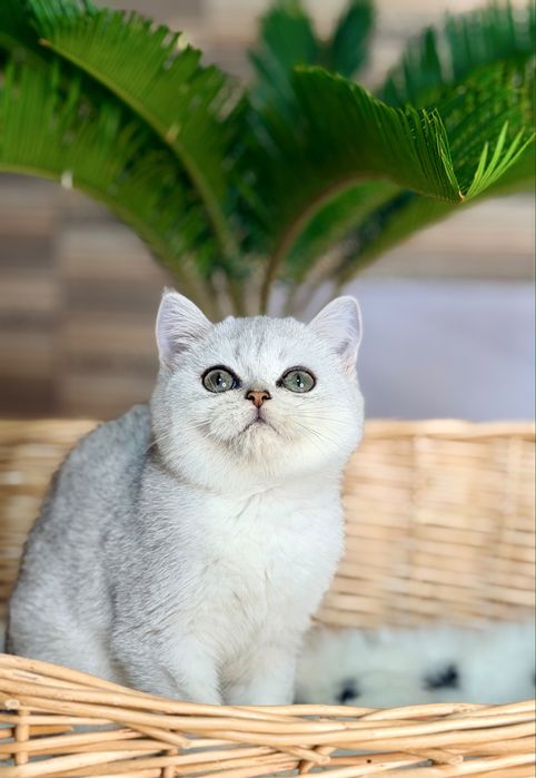 Кошка Шотландская