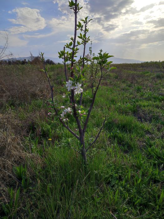 OLMA SHOFTOLI Zoldori Behi Glos Nok Qoroli pista Bodom SHpanka Anjir