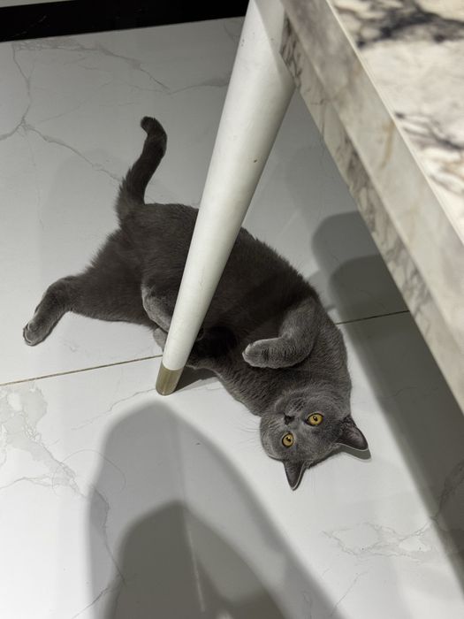 Британская кошка