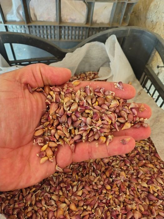 Sămânță de usturoi Air SOFIEVSKY
Semințele de usturo