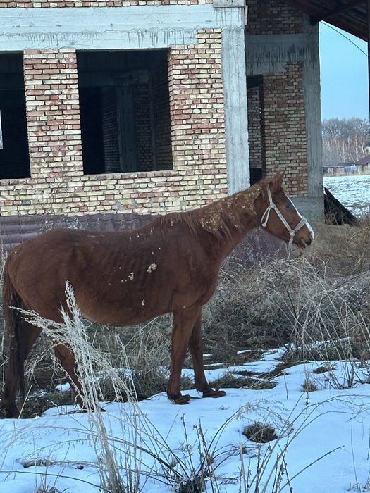 Буаз бие сатылад жуас