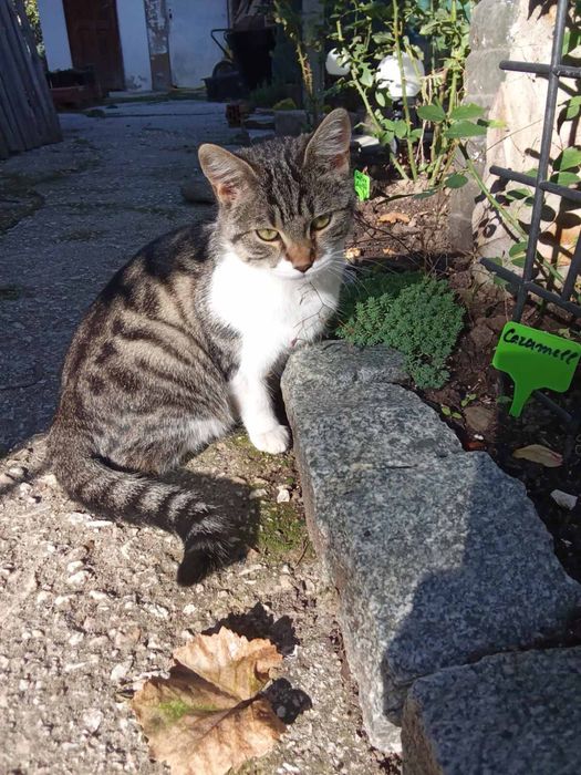 Женски котета на 5 месеца