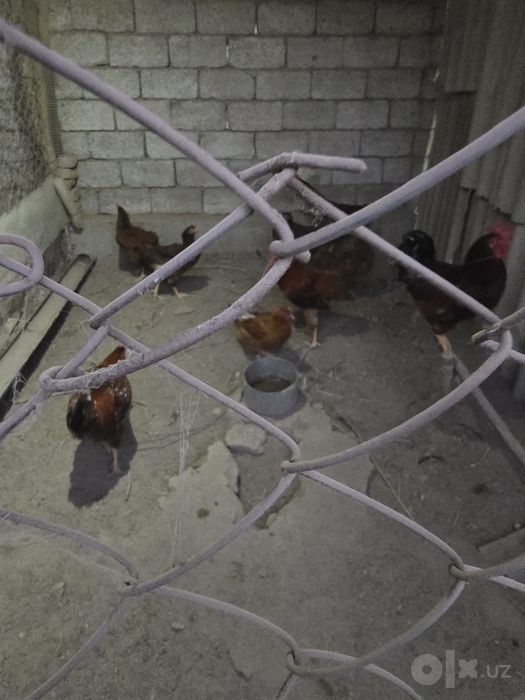 Продаются чистокровный яйца инкубационные порода Хан хяп
