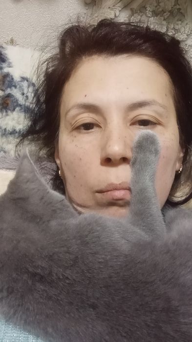 Скоттиш  Фолд ўғил  мушук сотилади