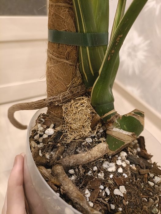 Монстера тайское созвездие