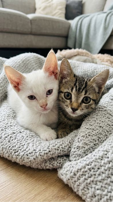 Отдам котят в хорошие и добрые руки