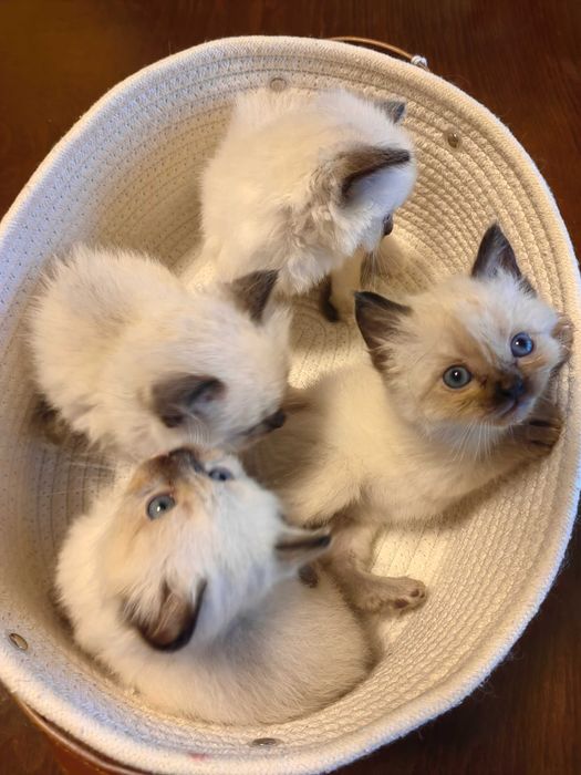 Чистокръвни Ragdoll котенца