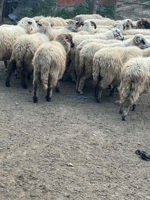 Vând 50 de oi grase se vând și separat 470 lei bucata