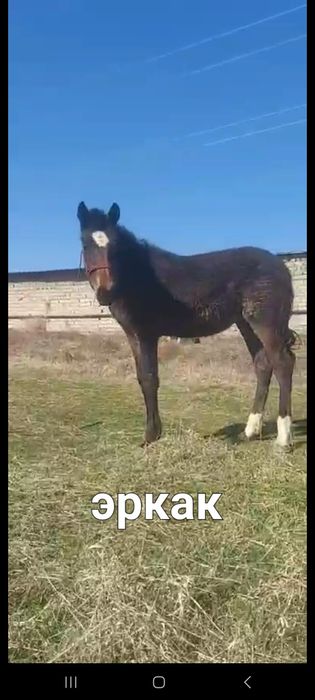 Той 2 та эркак 1 та ургочи соглом иштаха яхши доставка бор