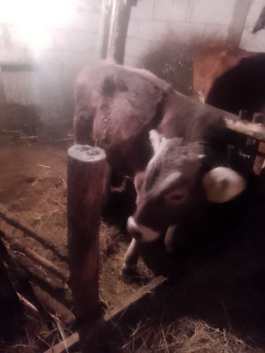 Tauras  brun de Maramureș