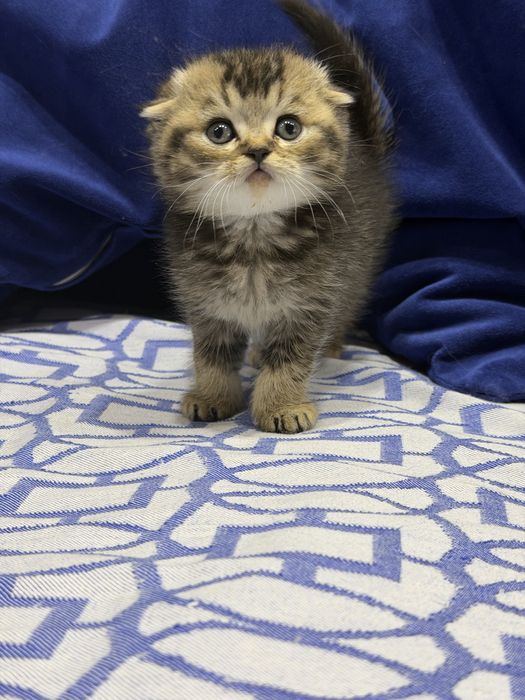 Шотланский Скоттиш Фолд!