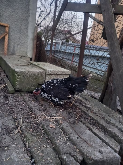 Pereche gaini pitice golașe