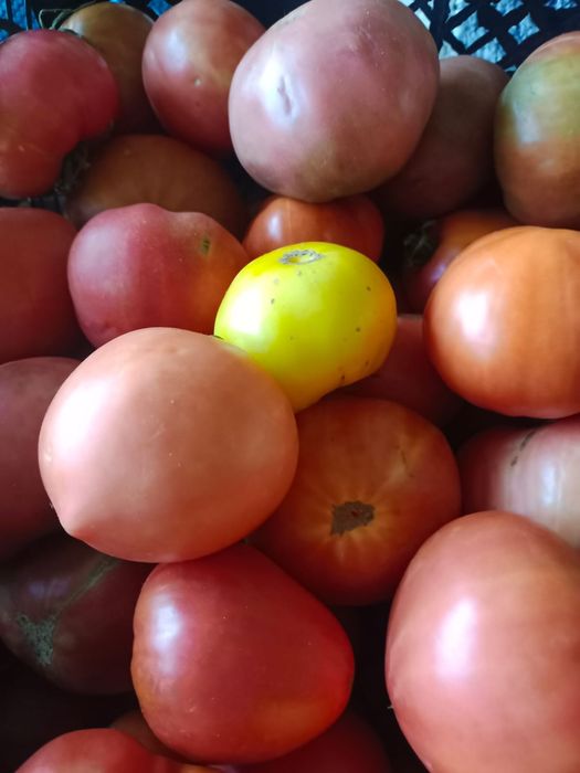 Продам домашние помидоры