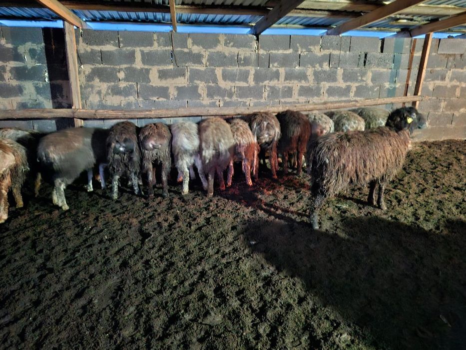 Тоқты, қозылы қойлар, сатылады