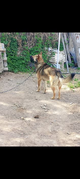 Отдам собаку мальчик