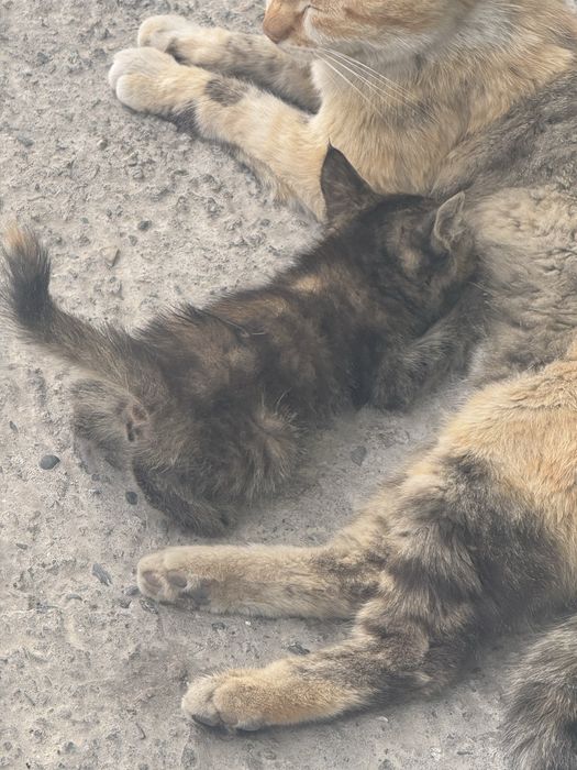 Красивые котята в добрые руки.