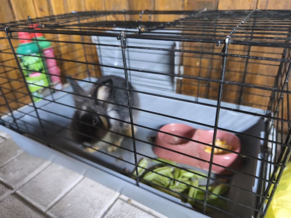 Vind iepurași cap de leu are 7 luni  e de talie mica  . Îl vind cu cușcă cu tot