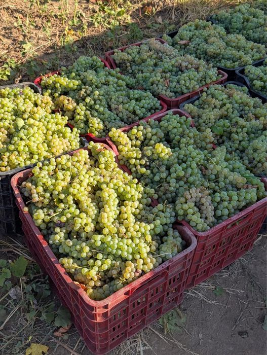 Struguri pentru vin