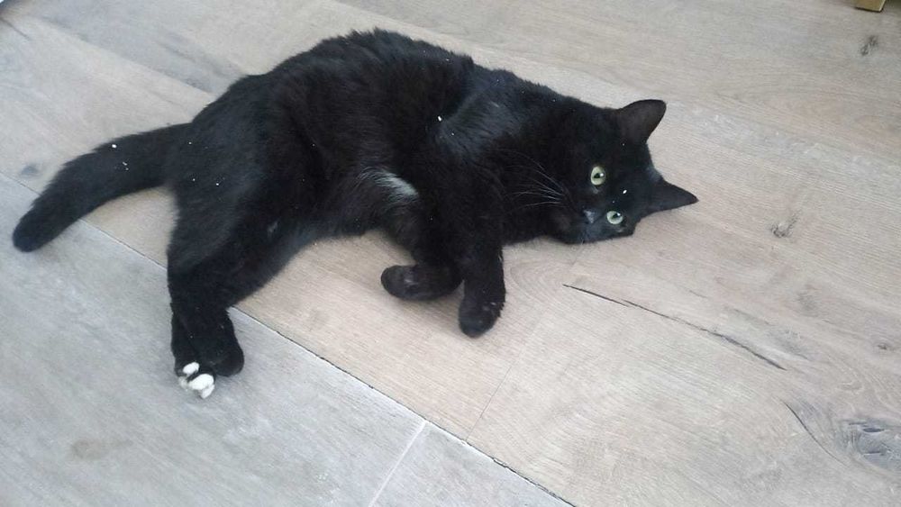 Котика в добрые руки