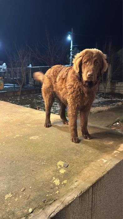 Ciobanesc corb, varsta 6 luni, baiat