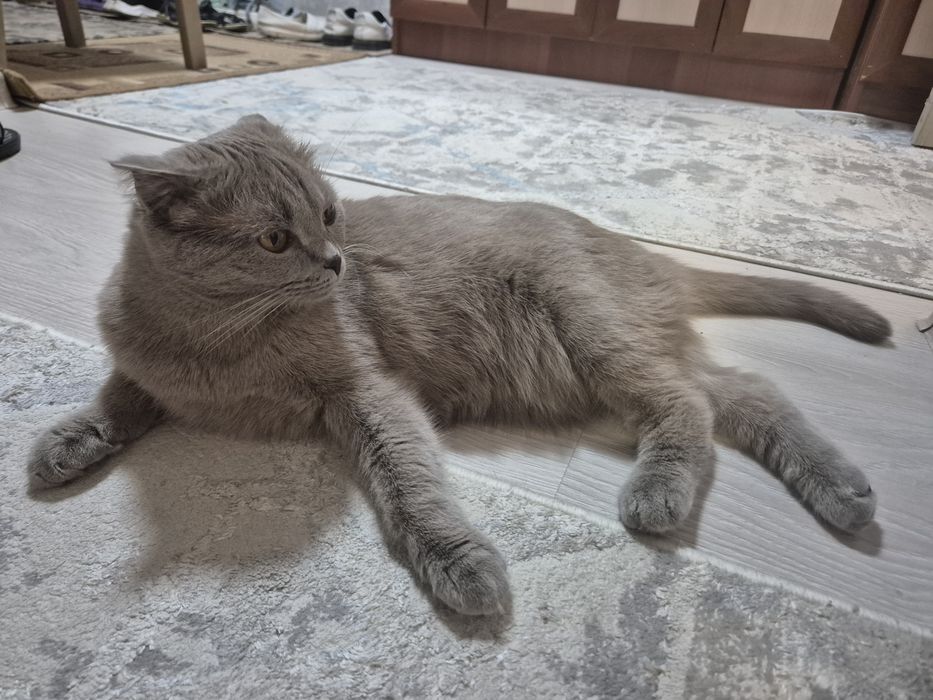 Продам кошку, шотландский веслоухий