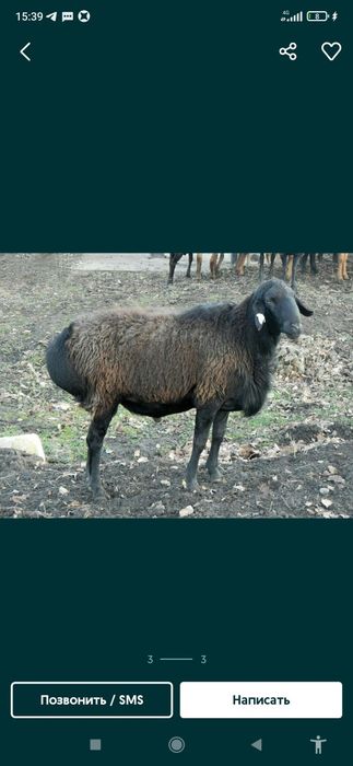 Qoylar sotiladi hayit ayyomiga