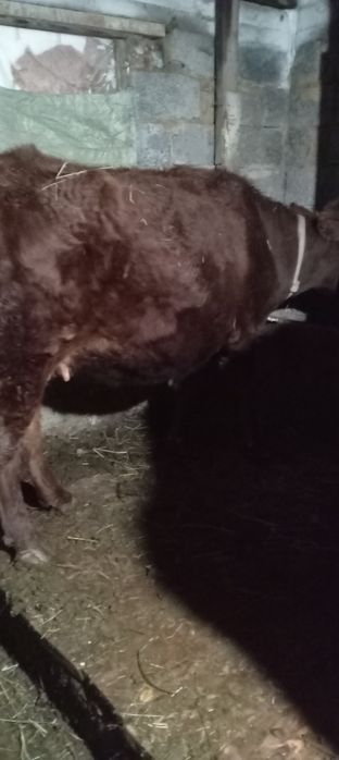 Продается корова