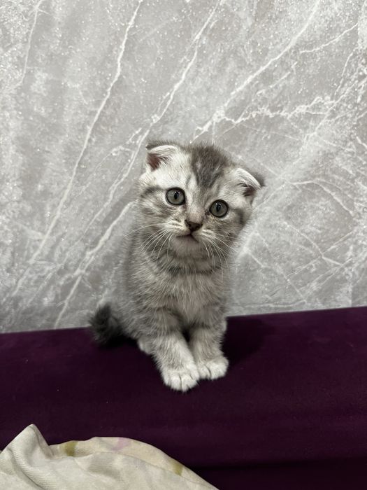 Продаю котят Скоттиш фолд
