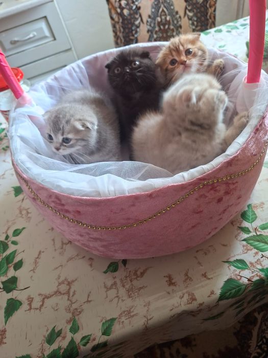 Продам маленьких котят в добрые руки !
