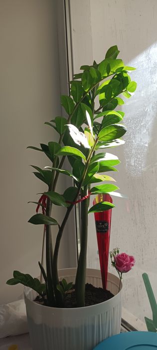 Цветы комнатные  дёшево