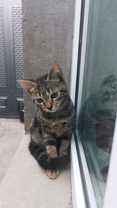 Котенок отдадим в добрым рукам