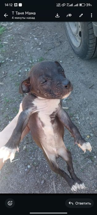 Срочно продам щенков Питбуля . Торг