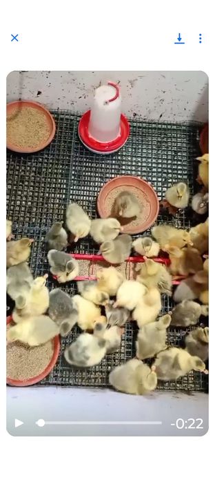 Boboci de gâscă românești și leșești