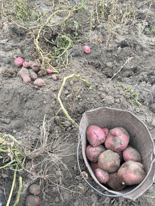 Продам домашнию картошку