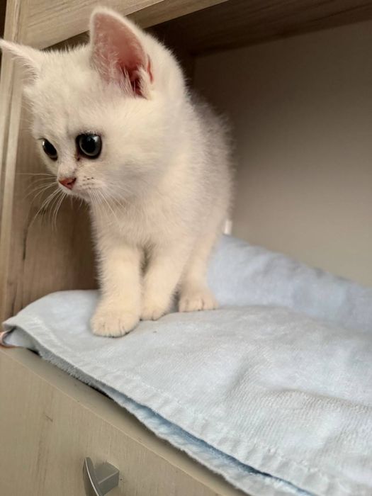 Продам котенка серебристая шиншилла, девочка
