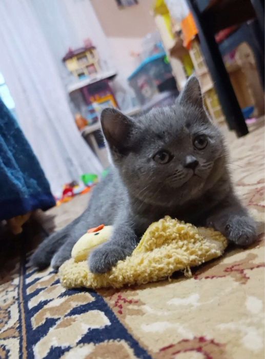 Британский страйт котята девочка цена договоримся