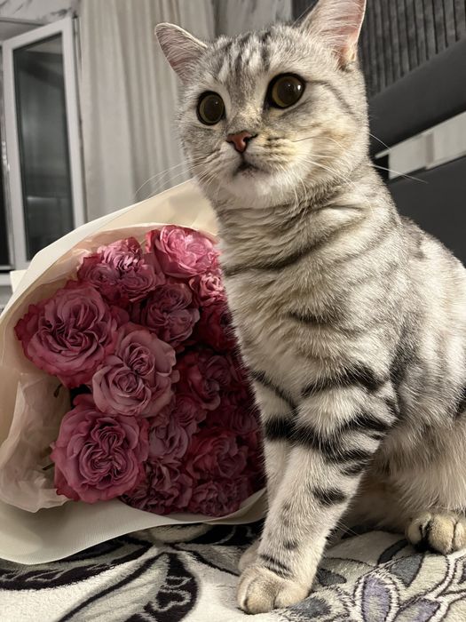 Продам породистую кошку