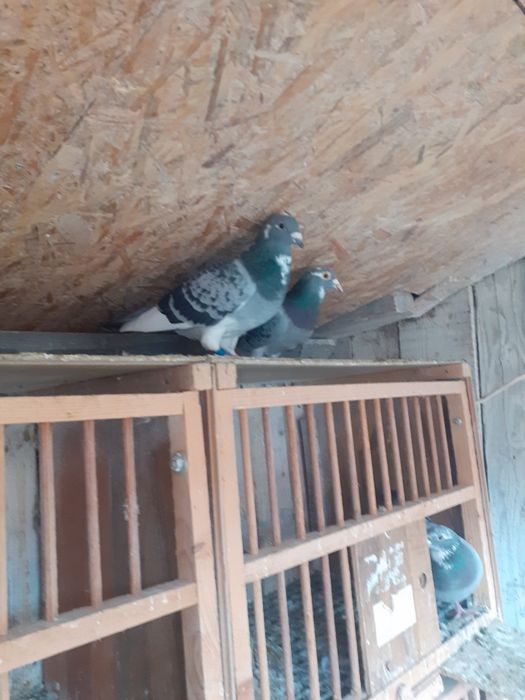 Porumbei la prețuri accesibile