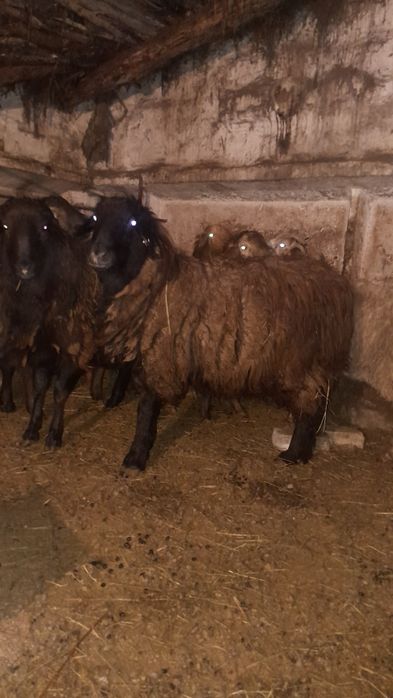 Продам 5 голов жирных баран