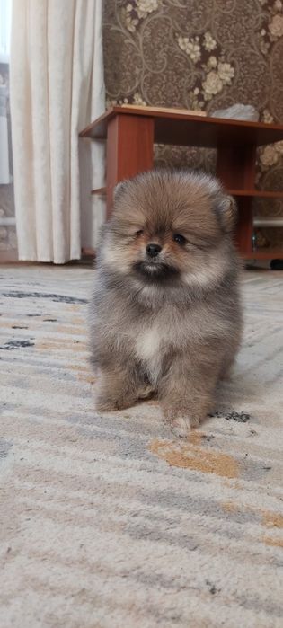 Шпицы готовы к переезду