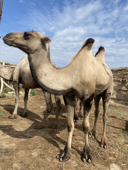 Желіде бұзылған кискалардың порно видеолары