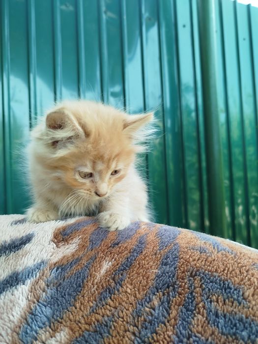 Отдам котят  в добрые руки