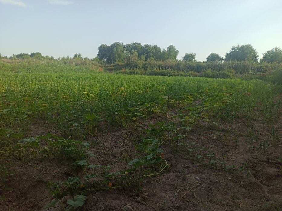 Jay satiladi Nokis rayon