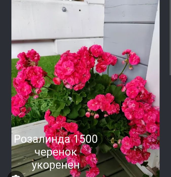 Комнатные растения