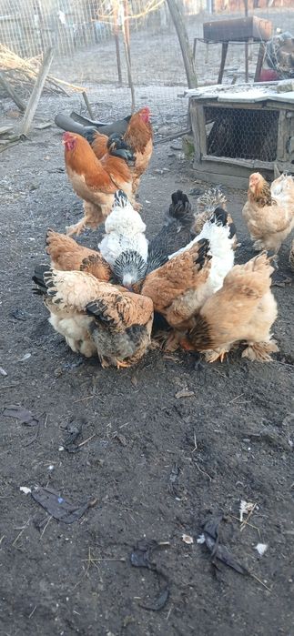 Ouă de găini brahma